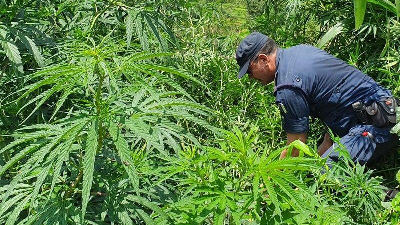 १० बिघा क्षेत्रफलमा लगाइएको गाँजा खेती प्रहरीद्वारा नष्ट