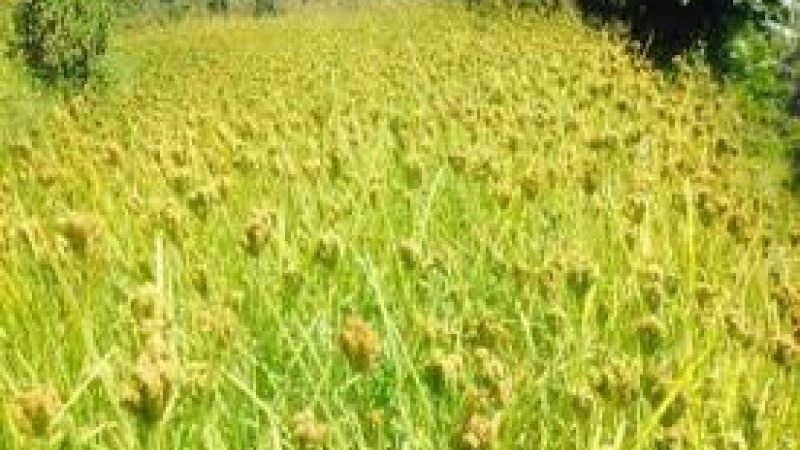 किसानलाई कात्तिके बाली भित्र्याउने चटारो