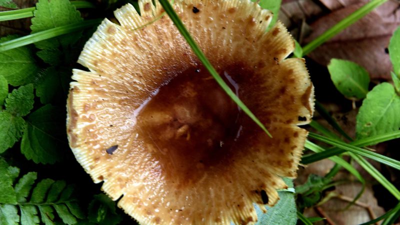 जङ्गली च्याउ खाएर परिवारै अस्पताल भर्ना