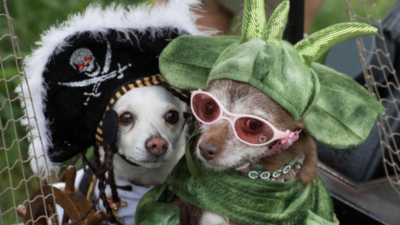 Dogs are dressed up during the annual Haute Dog Howl'oween parade in Long Beach, California, on October 27, 2019. Photo /RSS