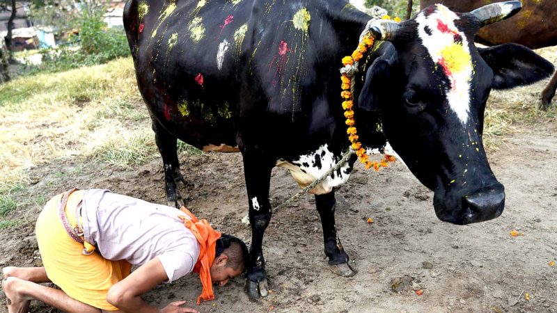 गरियो गाई, गोरु र कृषक पूजा