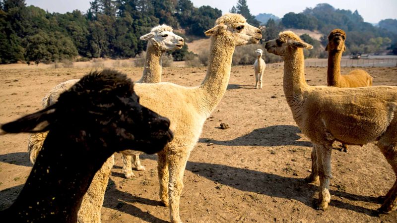 Alpacas roam a dirt field at a farm along Chalk Hill Road in Windsor, California on October 28, 2019. - Chalk Hill Road, which acts as a wind tunnel during heavy wind events, is among one of the most dangerous areas during the Kincade Fire. California's governor declared a state-wide emergency on October 27 as a huge wind-fueled blaze forced evacuations and massive power blackouts, threatening towns in the famed Sonoma wine region. (Photo by Philip Pacheco / AFP)