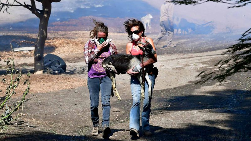 Robyn Phipps (L) and Laura Horvitz help rescue a goat from a ranch near the Ronald Reagan Presidential Library in Simi Valley during the Easy Fire in Simi Valley, California on October 30, 2019. - Firefighters in California battled a new fast-moving blaze on October 30 that threatened the Ronald Reagan Presidential Library, as rare "extreme" red flag warnings were issued for much of the Los Angeles region. The so-called Easy Fire in the Simi Valley northwest of Los Angeles erupted around 6:00 am, forcing the evacuation of the library and nearby homes as it spread to more than 900 acres (365 hectares), officials said. (Photo by Frederic J. BROWN / AFP)