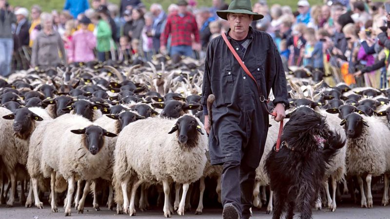 A shepherd drives their Rhoen sheeps on a dirt road during the return of the cattle from the summer pastures in the Rhoen mountains near the Bavarian Frankish village Ginolfs, Germany, Sunday, Oct. 20, 2019. At the approach of winter, the animals must leave their grazing areas before the snow starts. About 1,000 grazing animals (cattle, goats and sheep) are partly decorated with flowers leave their pastures. (AP Photo/Jens Meyer)