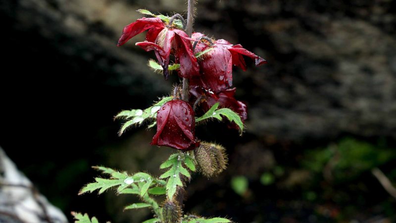 लेकाली फूल