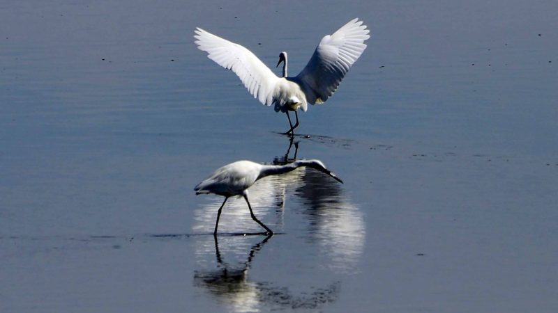 Egrets feed in shallow water at Banda Aceh on October 3, 2019. AFP/RSS