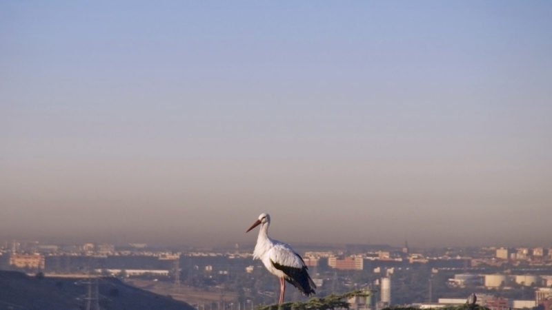 Pollution covers the sky above Madrid as a white stork (Ciconia Ciconia) stands ontop of a tree in a park of the Madrid's suburb of Vallecas on October 8, 2019. - Addressing the climate crisis will require a change in national tax systems that includes a big ramp up in levies on carbon emissions, IMF chief Kristalina Georgieva said today. Photo/RSS