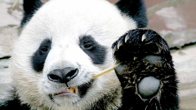 (FILES) In this file photo taken on September 3, 2005, Chuang Chuang, a giant panda on loan to Thailand from China, eats bamboo at the Chiang Mai Zoo in northern Thailand. - A giant panda whose sudden death in Thailand sparked outrage in China on September 2019 died from a heart attack, according to a Chinese government agency. (Photo by Pornchai KITTIWONGSAKUL / AFP)