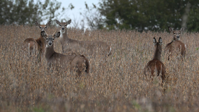 Deer are seen in a field on October 10, 2019 in Winterset, Iowa. The 2020 Iowa Democratic caucuses will take place on February 3, 2020, making it the first nominating contest in the Democratic Party presidential primaries.Photo/RSS