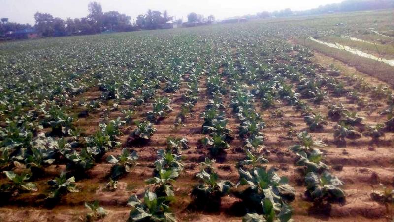 सुनसरीका कृषक तरकारी खेतीतर्फ आकर्षित