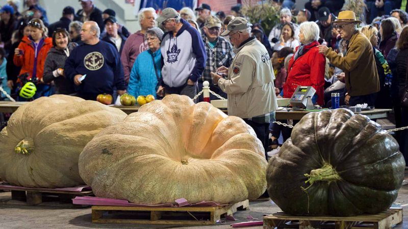 ONTARIO -- People look at giant pumpkins during the Giant Pumpkin Competition of the 2019 Port Elgin Pumpkinfest in Bruce County, Ontario, Canada, Oct. 5, 2019. (Photo by Zou Zheng/Xinhua)