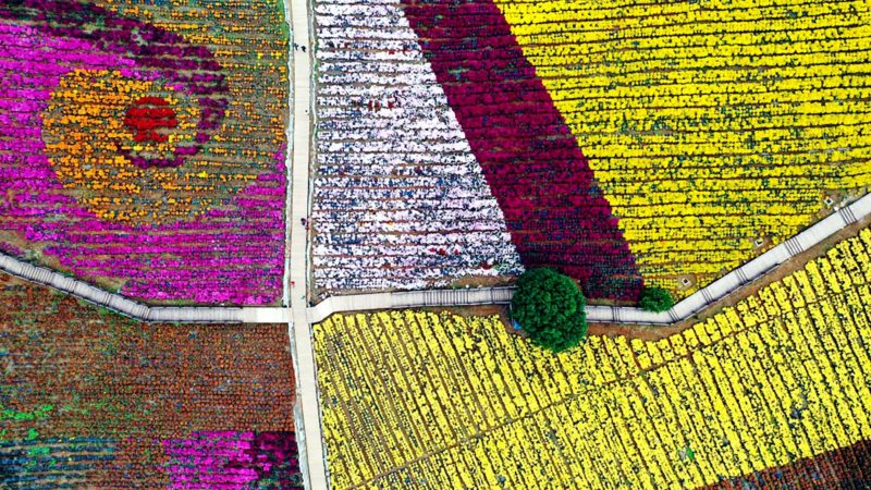 MAJIANG -- Aerial photo taken on Oct. 23, 2019 shows a view of a chrysanthemum base in Xuanwei Township of Majiang County, southwest China's Guizhou Province. Xinhua/RSS.