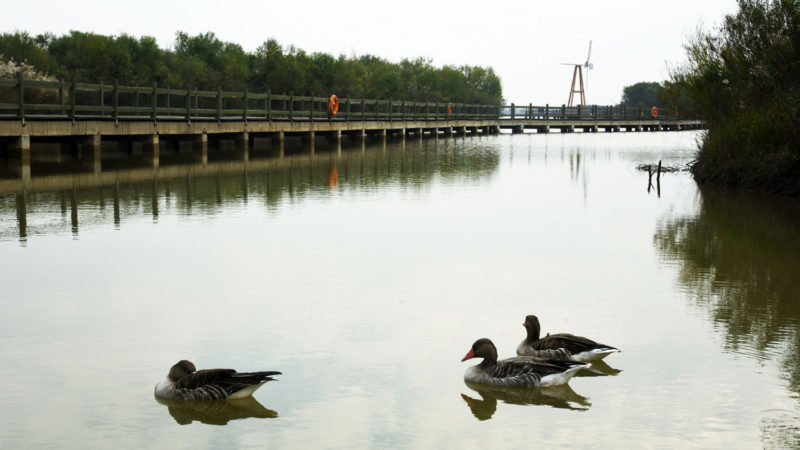 (191018) -- DONGYING, Oct. 18, 2019 (Xinhua) -- Birds rest at the Yellow River national nature reserve in east China's Shandong Province, Oct. 17, 2019. (Xinhua/Wang Kai)