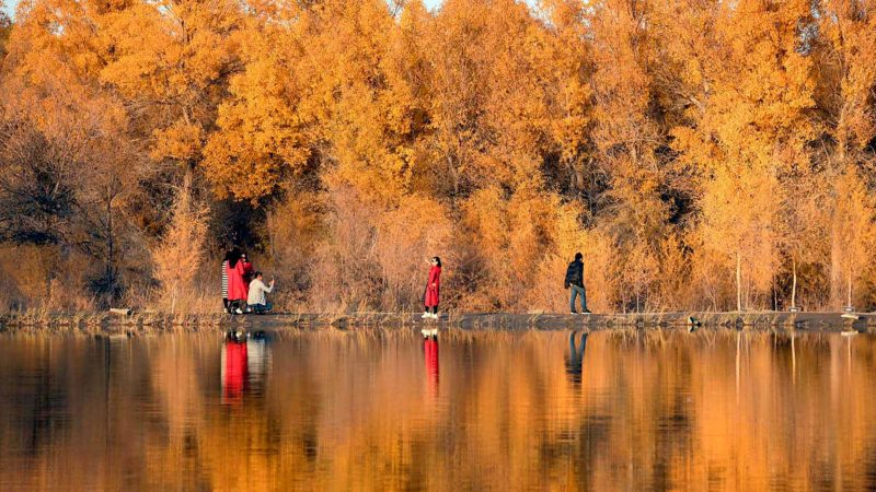 (191022) -- JINTA, Oct. 22, 2019 (Xinhua) -- Tourists go sightseeing at the Jinta populus euphratica forest scenic spot in Jiuquan, northwest China's Gansu Province, Oct. 21, 2019. (Xinhua/Ma Ning)