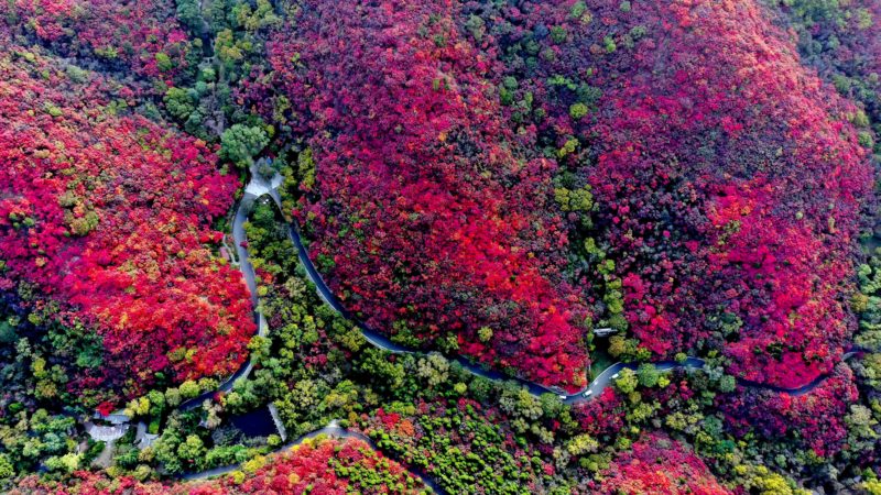 (191022) -- JINAN, Oct. 22, 2019 (Xinhua) -- Aerial photo taken on Oct. 21, 2019 shows the scenery of the Hongyegu (Red Leaves Valley) scenic spot in Jinan, east China's Shandong Province. (Xinhua/Guo Xulei)