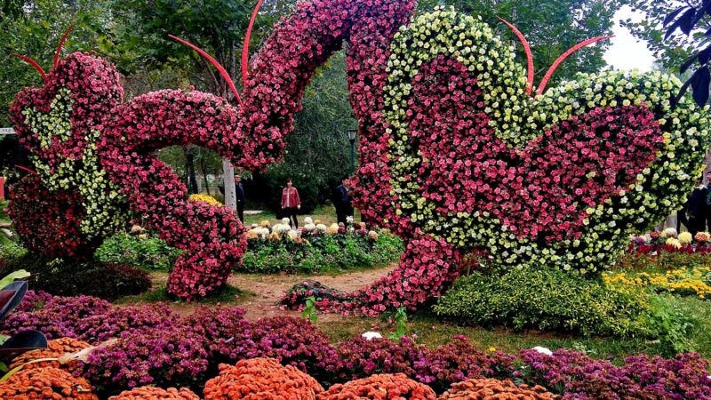 (191024) -- BEIJING, Oct. 24, 2019 (Xinhua) -- Mobile photo shows chrysanthemum at Beijing International Flower Port in Shunyi District of Beijing, capital of China, Oct. 19, 2019. (Xinhua/Wei Mengjia)