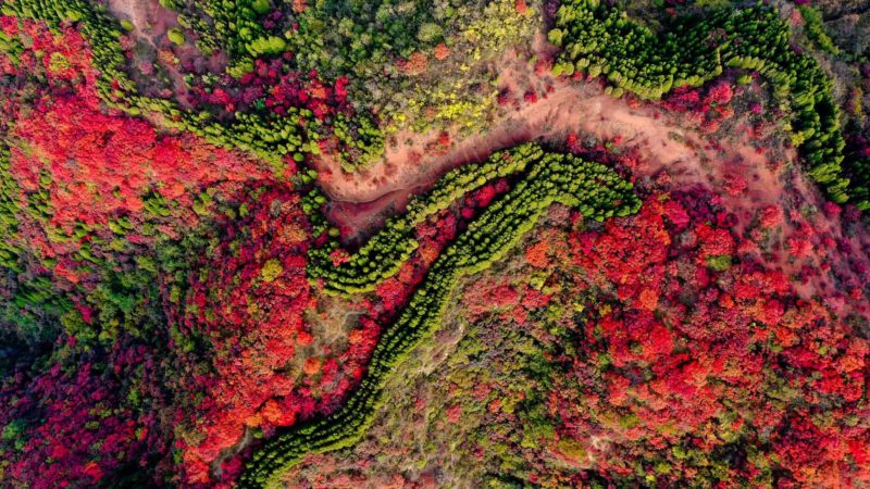 Aerial photo taken on Oct. 21, 2019 shows the scenery of the Hongyegu (Red Leaves Valley) scenic spot in Jinan, east China's Shandong Province. Xinhua/RSS