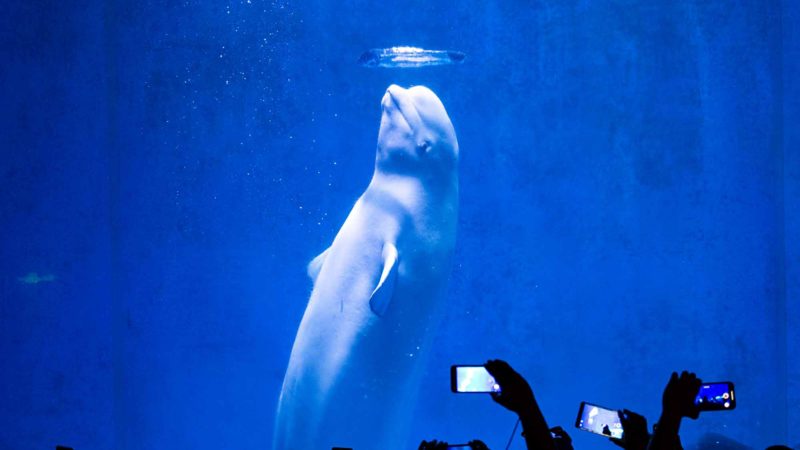 BEIJING -- A beluga whale called Mila performs at the Harbin Polarland in Harbin, capital of northeast China's Heilongjiang Province, Oct. 2, 2019. Xinhua/RSS.