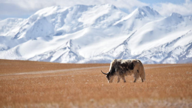 A yak grazes at the foot of the Xiagangjiang snow mountain in Gerze County of Ali Prefecture, southwest China's Tibet Autonomous Region, Oct. 13, 2019. The Xiagangjiang snow mountain stretching in the bordering areas of Coqen, Gerze and Xainza counties is one of the main tourist destinations in Tibet. Xinhua/RSS