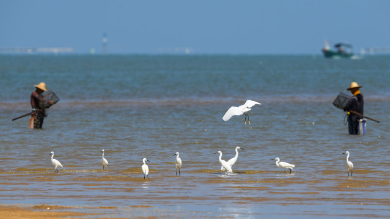 Egrets forage on the beach in Guangcun Town in Danzhou, south China's Hainan Province, Oct. 12, 2019. As the temperature drops in north China, migratory birds headed southward and arrived in Hainan to spend the winter. Xinhua/RSS