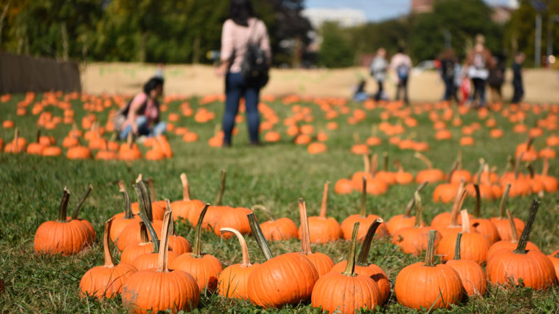 Visitors have fun at the Pumpkin Patch in Queens Botanical Garden in New York, the United States, Oct. 12, 2019. Pumpkin patch activities were held here to celebrate the autumn harvest over the weekend, including harvest-themed photo opportunities, pumpkin decorating, crafts, mini-maze and botanical demonstrations. Xinhua/RSS