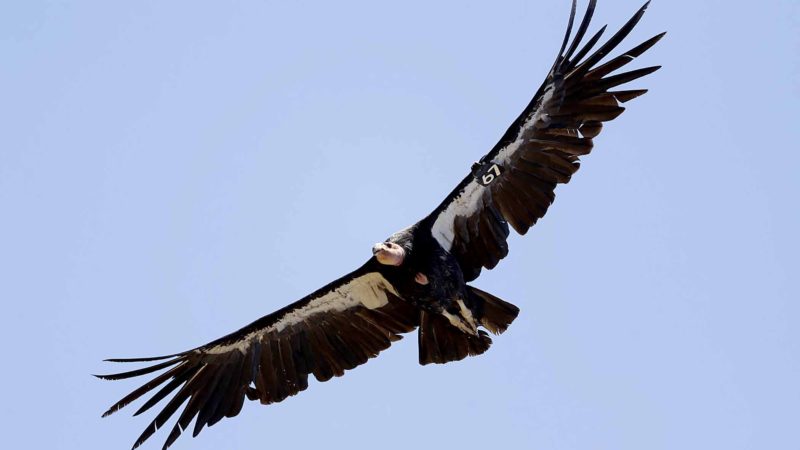 FILE - In this June 21, 2017, file photo, a California condor takes flight in the Ventana Wilderness east of Big Sur, Calif. Wildlife biologists say a record number of wild California condor chicks have been documented in 2019 in the U.S. Southwest with the discovery earlier this month of No. 5, a nestling found in Grand Canyon National Park, Ariz. There were only 22 California condors left in the world in the 1980s, but after a recovery effort to save the species there are now 312 of the birds in the wild. (AP Photo/Marcio Jose Sanchez, File)