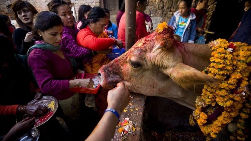 आज गाई पूजा:  गाई, गोरु र कृषकको पर्व