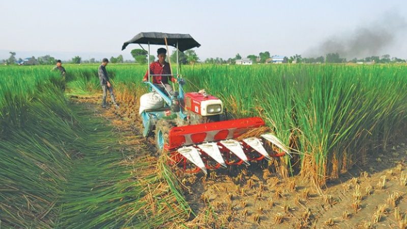बाला नलागेपछि हरियो धान काट्दै किसान