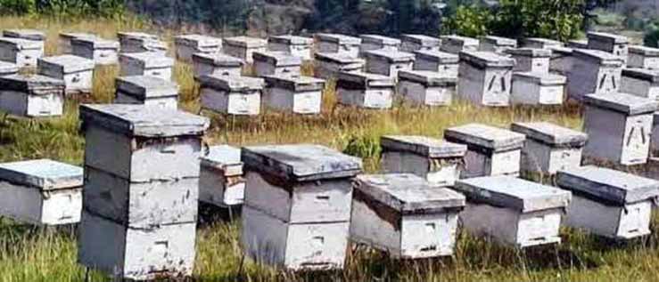मौरी चराउन नदिएको भन्दै विरोध