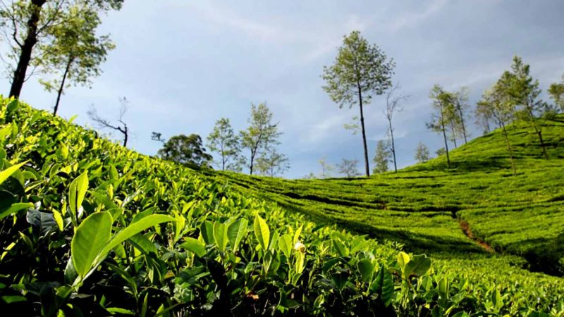 बागलुङमा चिया खेतीको लहर