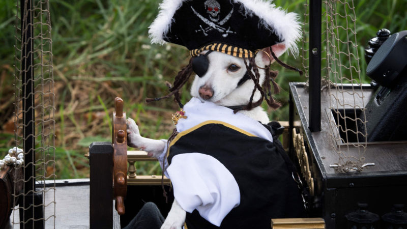 A dog is dressed as a pirate during the annual Haute Dog Howl'oween parade in Long Beach, California, on October 27, 2019. Photo/RSS