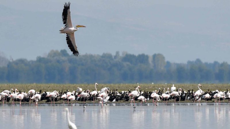 This picture taken on September 25, 2019 shows flocks of pelicans and flamingos in the lake of Kerkini, near the Belles mountain (Belasitsa in Bulgarian) at the Greece and Bulgaria's  border. - Where thirty years ago barbed wire fences guarded against trespassers between Bulgaria and its neighbours, tourists now get to hike amid rare flora and fauna in a nature park, part of a surprising legacy of the Iron Curtain which once ran across this region. (Photo by NIKOLAY DOYCHINOV / AFP)