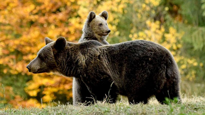 A bear is pictured next to her cubs at a bear observatory next to Tusnad touristic resort in central Romania, October 19, 2019. - Romania has Europe's highest number of brown bears which have always been a common sight in Cusma, but residents say that the bears never used to venture into farms to take animals. (Photo by Daniel MIHAILESCU / AFP)