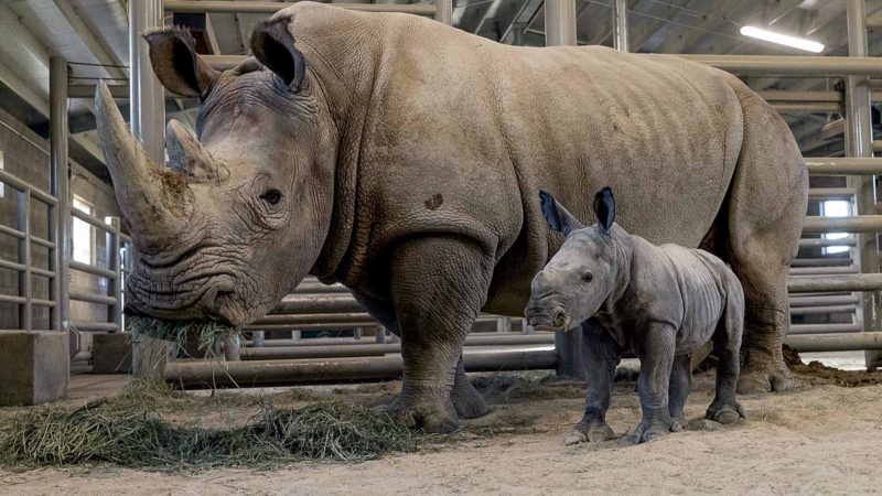 This Monday, Nov. 25, 2019, photo provided by San Diego Zoo Global shows a female southern white rhino calf in the Nikita Kahn Rhino Rescue Center at the San Diego Zoo Safari Park, in San Diego, Calif. The baby rhino born Thursday, Nov. 21, to an 11-year-old mother named, Amani, was conceived through artificial insemination. (Ken Bohn/San Diego Zoo Safari Park via AP)