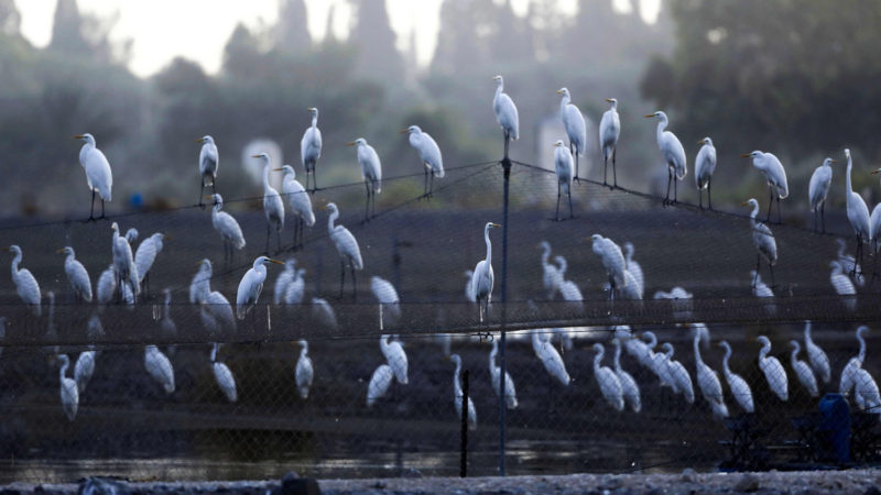 A flock of Great Egret stand on a net protecting the fish over fish pool in the Jordan Valley near the Israeli city of Beit She'an on November 10, 2019. (Photo /RSS