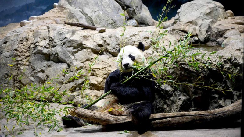 Giant panda Bei Bei eats bamboo at the Smithsonian's National Zoo in Washington, DC on November 14, 2019. - Bei Bei will depart the Zoo for China on November 19,2019 as part of the zoo's cooperative breeding agreement with the China Wildlife Conservation Association where all cubs born at the zoo move to China when they are 4 years old. Bei Bei turned 4 on August 22, 2019. (Photo by JIM WATSON / AFP)