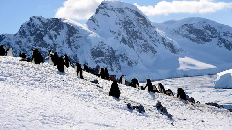 Barbijo penguins (Pygoscelis antarcticus) are seen at Orne Harbour in South Shetland Islands, Antarctica on November 08, 2019. (Photo by Johan ORDONEZ / AFP)