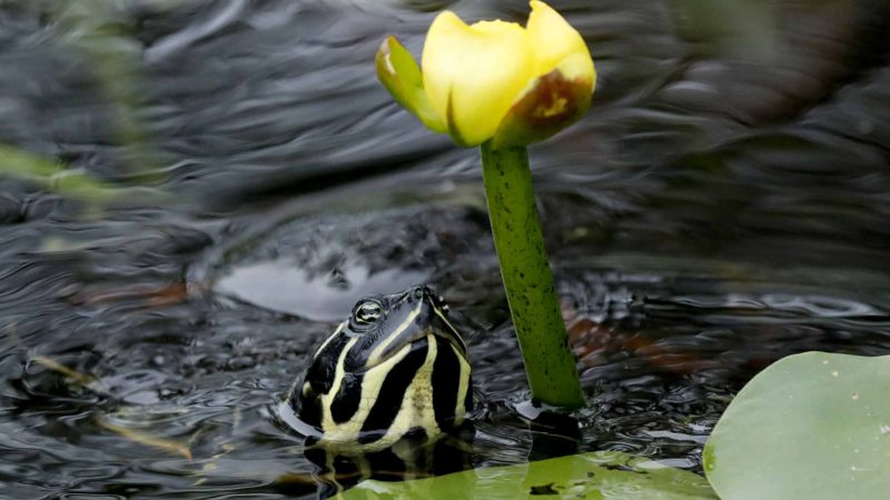 ADVANCE FOR USE TUESDAY, DEC. 3, 2019 AND THEREAFTER- In this Friday, Oct. 18, 2019 photo, a Florida red-bellied turtle moves in to eat the flower of a lily pad in Everglades National Park, near Flamingo, Fla. (AP Photo/Robert F. Bukaty)