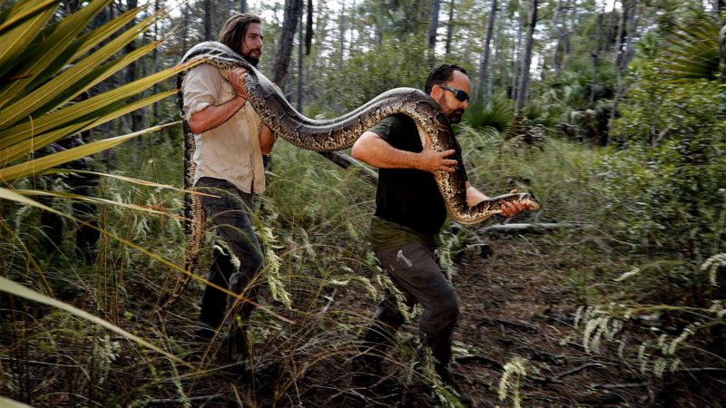 In this Wednesday, Oct. 23, 2019, photo, Ian Bartoszek, right, and Ian Easterling carry a 14-foot, 95-pound, female Burmese python out of an upland habitat in Naples, Fla. A male python fitted with a radio transmitter implant led them to the female a couple yards from an upscale housing development. (AP Photo/Robert F. Bukaty)