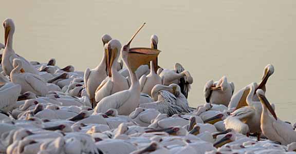 (191107) --MISHMAR HASHARON (ISRAEL), Nov. 7, 2019 (Xinhua) -- Migrating pelicans are seen at a water reservoir in Mishmar HaSharon, Israel, on Nov. 7, 2019. Every year, thousands of pelicans pass through Israel on their way to Africa for the winter. (Photo by Gil Cohen Magen/Xinhua)