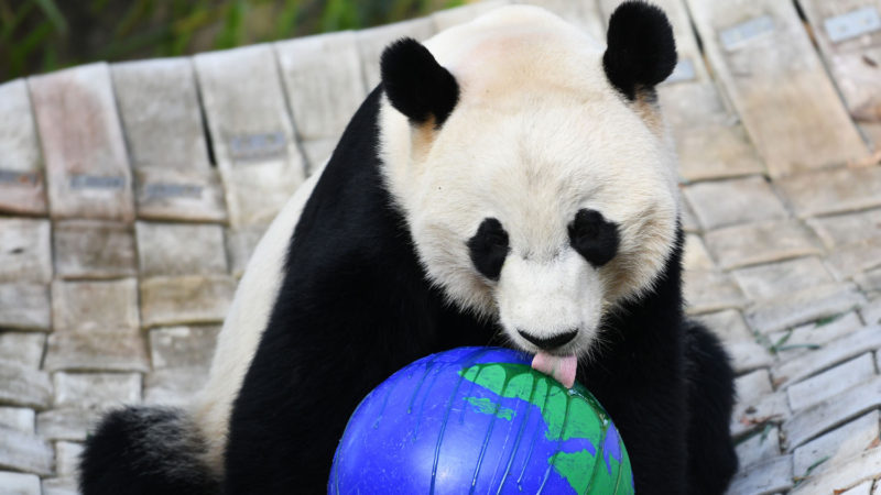 U.S.-born male giant panda Bei Bei is seen at the Smithsonian's National Zoo in Washington D.C., the United States, on Nov. 11, 2019. A weeklong farewell party for U.S.-born male giant panda Bei Bei, who is to depart the Smithsonian's National Zoo for China later this month, kicked off here on Monday. Bei Bei's departure, scheduled for Nov. 19, is part of the U.S. national zoo's cooperative breeding agreement with the China Wildlife Conservation Association that all cubs born here shall move to China after the fourth birthday. Bei Bei turned four on Aug. 22. Xinhua/RSS