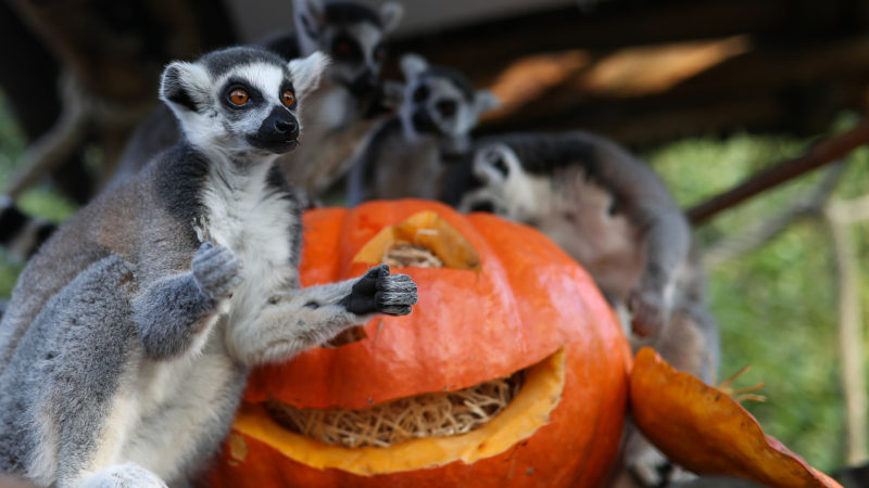 Lemurs play with a pumpkin at Pairi Daiza zoo in Brugelette, Belgium, Oct. 31, 2019. A series of activities were held at the zoo to celebrate the Halloween, attracting numbers of locals and tourists. Xinhua/RSS