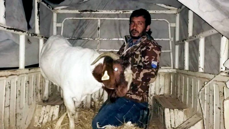 एउटै बोकाको मूल्य रु तीन लाख