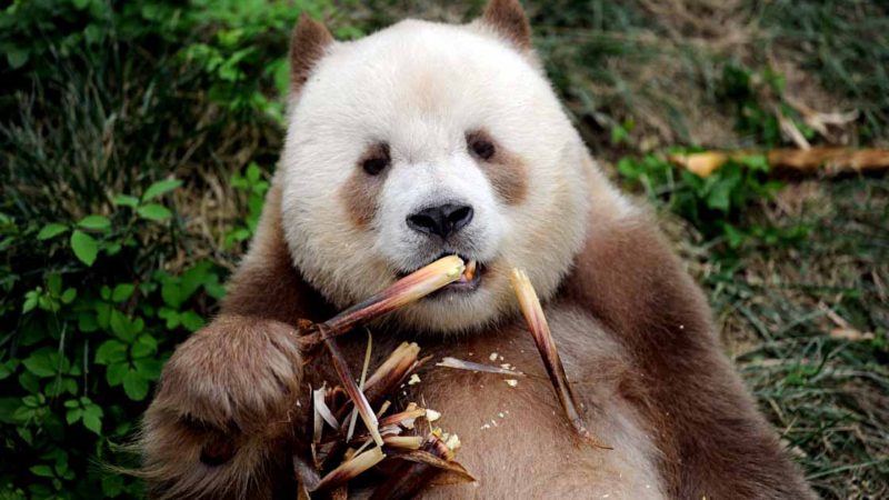 BEIJING -- The male brown-and-white panda Qizai (meaning "7th son") eats food at the Qinling research center of giant panda breeding in northwest China's Shaanxi Province on Sept. 7, 2018. A ceremony was held Wednesday at the Qinling research center of giant panda breeding in northwest China's Shaanxi Province, to celebrate the adoption of the world's only captive brown giant panda. Xinhua/RSS.