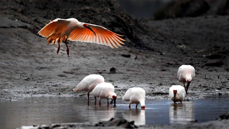 HANZHONG-- Photo taken on Nov. 19, 2019 shows crested ibises feeding by the Muma river, a branch of the Hanjiang river, in northwest China's Shaanxi Province. Crested ibises, with their iconic red crests and black long beaks, were thought to be extinct in China until seven wild birds were observed in Shaanxi Province in 1981, a discovery that prompted captive breeding and enhanced protection of the species. Xinhua/RSS.