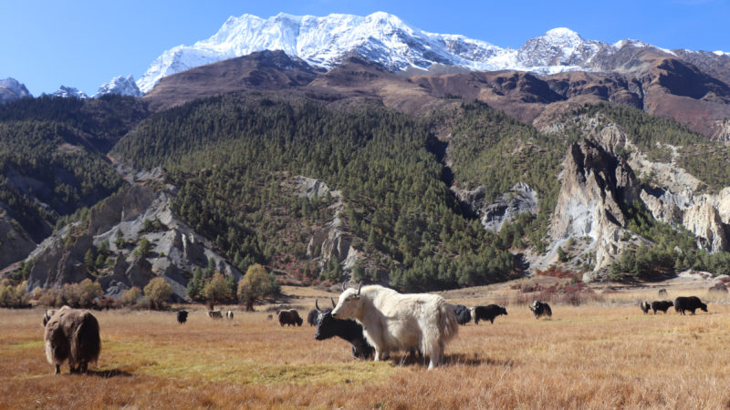 मनाङ, १५ कात्तिक : हिमाल मुनी चौरीखर्क जाडो शुरु भएसँगै मनाङका चौरी गोठहरु बेसी झर्न थालेका छन् । मनाङको ङिस्याङ गाउँपालिका४ स्थित भ्राकामा चर्दै गरेका  चौरी । पृष्ठभूमिमा अन्नपुर्ण दोस्रो, तेस्रो, चौथो र तिलिचो पिकको मनोरम दृश्य । तस्वीरः रासस