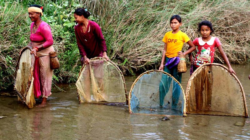 कञ्चनपुरको  चुरे क्षेत्र भएर बग्ने गौडी खोलामा माछा मार्दै गरेका स्थानीय थारु महिला तथा बालिका  ।  यहाँका स्थानीय  महिला माछा मार्ने र माछाको बिक्रीबाट आम्दानीको स्रोत बनाउँछन  ।  तस्वीर :  राजेन्द्रप्रसाद पनेरु