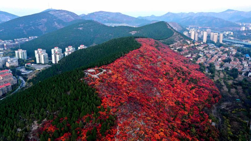 JINAN -- Aerial photo taken on Nov. 4, 2019 shows the scenery of Xiezi Mountain in Jinan, east China's Shandong Province. Smoke trees and pine trees growing on both sides of the ridge here present two colors during the autumn season. (Xinhua/Zhu Zheng)