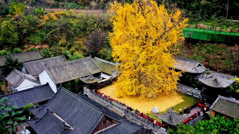 BEIJING -- Aerial photo taken on Nov. 11, 2019 shows a view of the Guanyin Temple at Luohandong Village in the Chang'an District of Xi'an, capital of northwest China's Shaanxi Province. Xinhua/RSS.