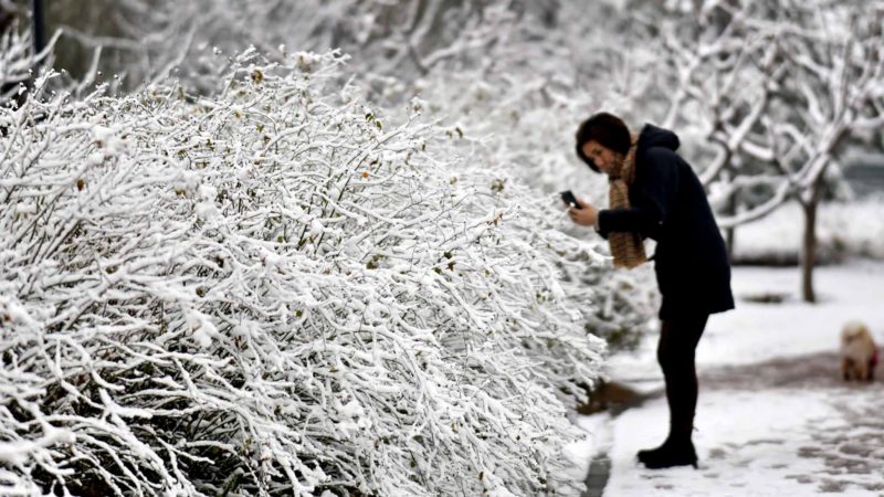 BEIJING-- A woman takes photos of the snow-covered bushes in Beijing, capital of China, Nov. 30, 2019. Beijing saw a snowfall Friday night. Xinhua/RSS.